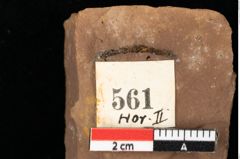 Foto (Detailansicht) von Myrica lignitum Unger (NHMW-GEO-2024-0188-0561)